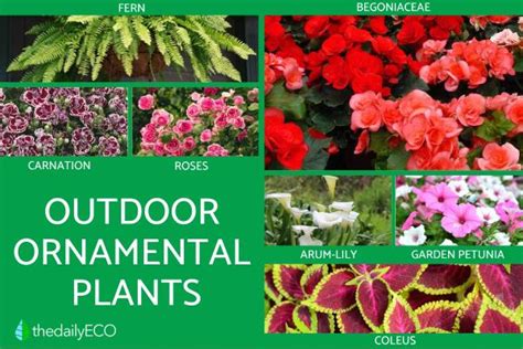 ornamental & miscellaneous metal fabrication|different kinds of ornamental plants.